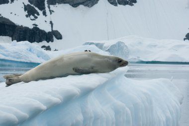 Crabeater seal on an iceberg clipart