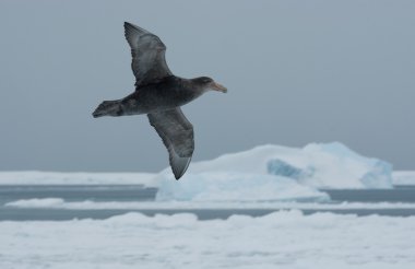 Flying southern giant petrel clipart