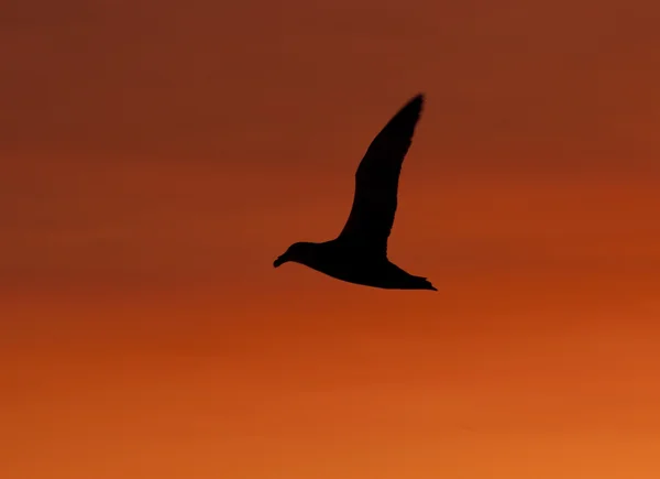 Kırmızı akşam gökyüzü arka planda dev bir kuşu — Stok fotoğraf