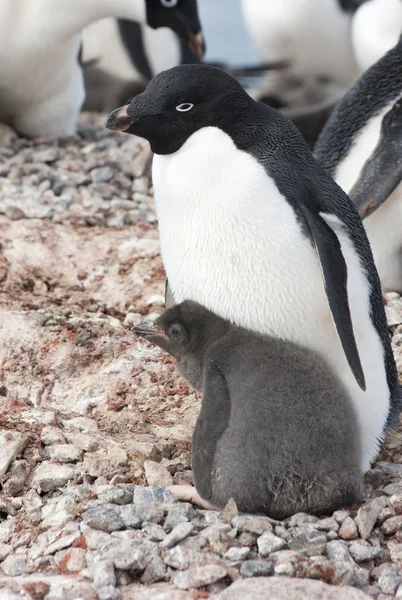 Adulti e pulcino pinguino Adélie — Foto Stock