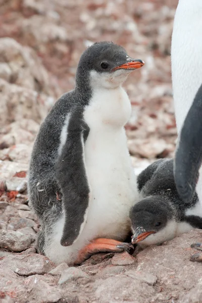 Pisklę pingwina — Zdjęcie stockowe