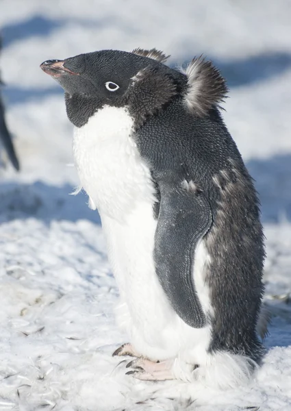 Adélie penguin moulting. — Zdjęcie stockowe