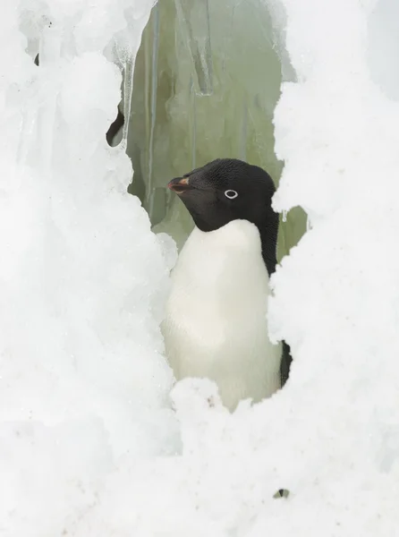 Adelie Pinguin schaut aus dem Fenster des Schnees. — Stockfoto
