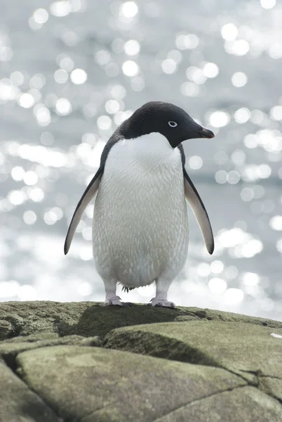 Pingouin Adelie sur fond de mer . — Photo