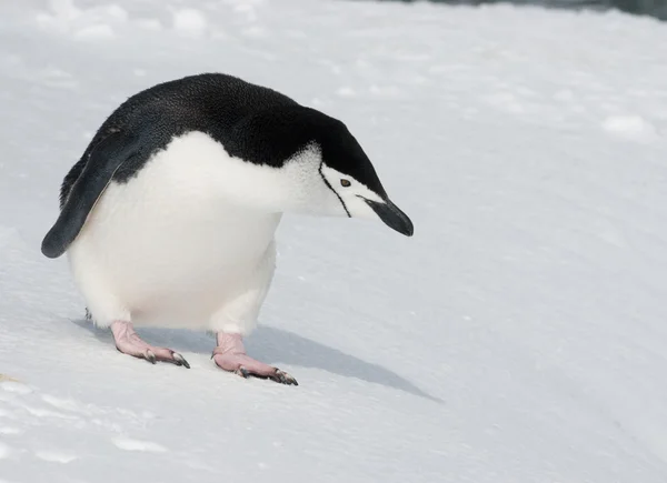 Pingouin antarctique regardant au loin — Photo