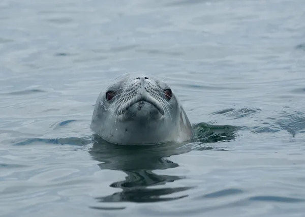 Crabeater seal tittar från vattnet — Stockfoto
