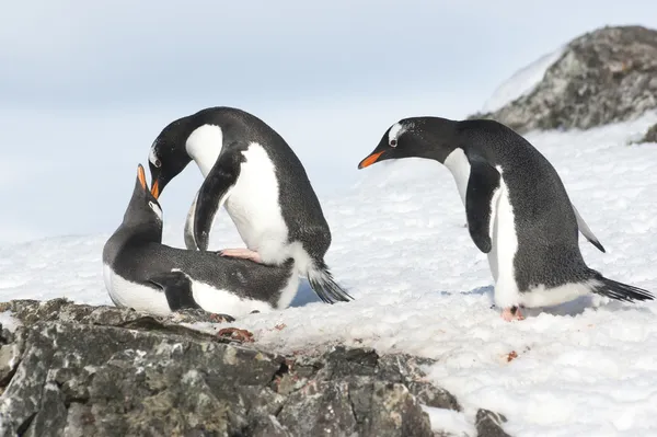 Ciekawy gentoo pingwina — Zdjęcie stockowe