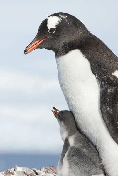 Gentoo pingüino adulto y polluelo — Foto de Stock