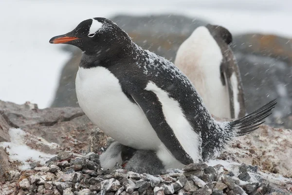 Pingüino Gentoo en el nido durante una nevada —  Fotos de Stock