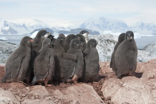 Grupp av adelie pingviner kycklingar. — Stockfoto
