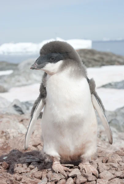 Ruggningen adelie penguin chick. — Stockfoto