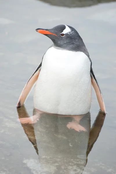 Pinguïn in het water — Stockfoto