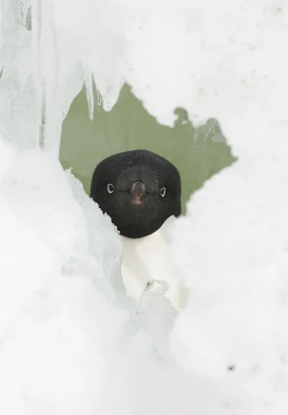 Портрет пінгвінів Адельї в сніговій коробці . — стокове фото
