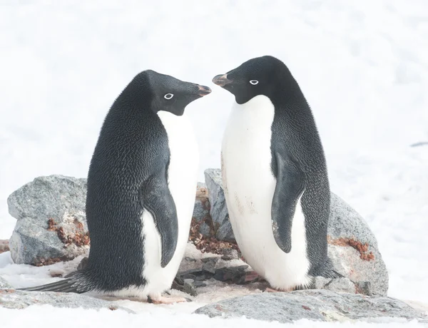 Dois pinguins Adelie no ninho . — Fotografia de Stock