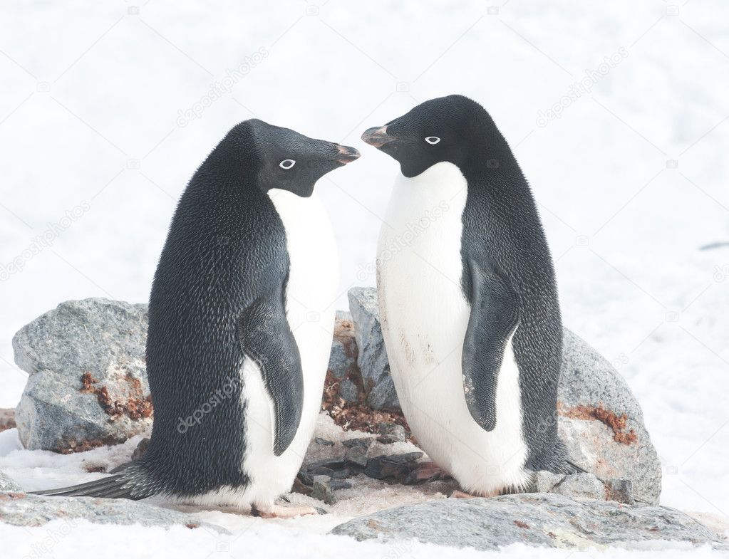 Two Adelie penguins in the nest.