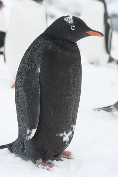 黑色的 gentoo-melanistic. — 图库照片