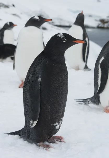 Černý gentoo - tučňák melanistic. — Stock fotografie