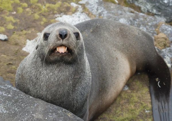 Fur Seal mostrando a língua . — Fotografia de Stock