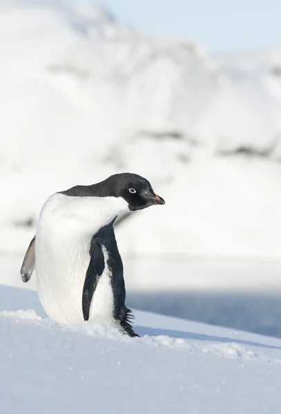 Adelie tučňák — Stock fotografie