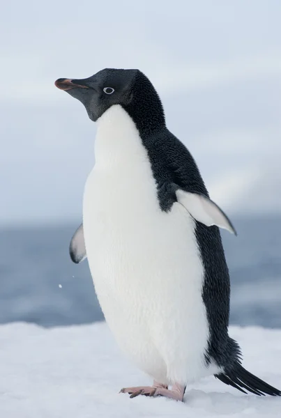 Pinguim Adelie na neve contra o céu azul . — Fotografia de Stock