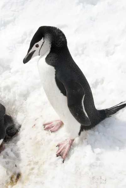 Pingouin antarctique dans la neige . — Photo
