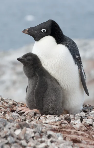 Rodinné adelie tučňáci. — Stock fotografie