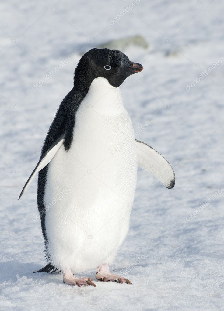 Adelie penguin standing on the snow.