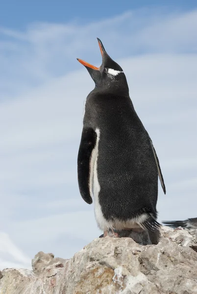 Gentoo Pinguim bocejos . — Fotografia de Stock