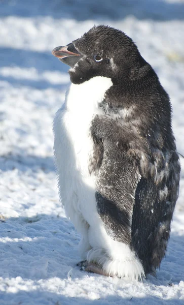 脱皮のアデリー ペンギンの一部. — ストック写真