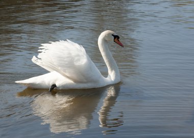 Mute swan ve onun yansıması.