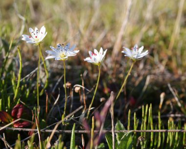 Beyaz stellaria yamal, Tundra.