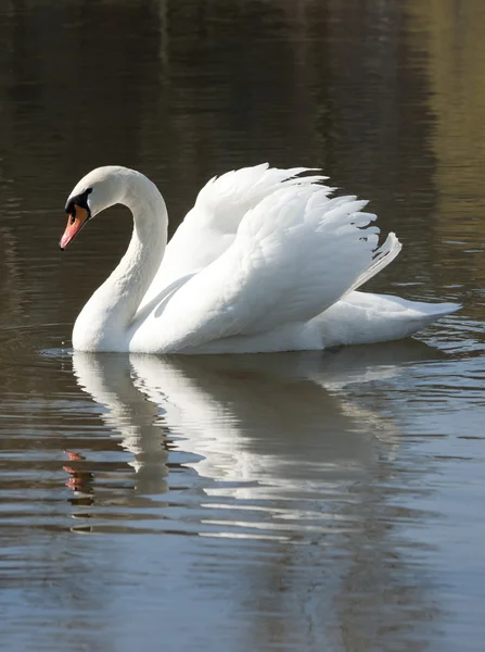 Beyaz yakışıklı - mute swan. — Stok fotoğraf
