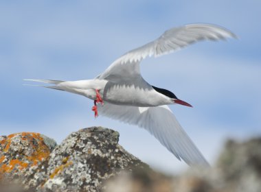 Antarctic Tern flies. clipart