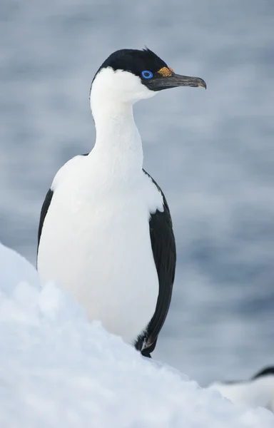Antarktické modrooký kormoráni. — Stock fotografie
