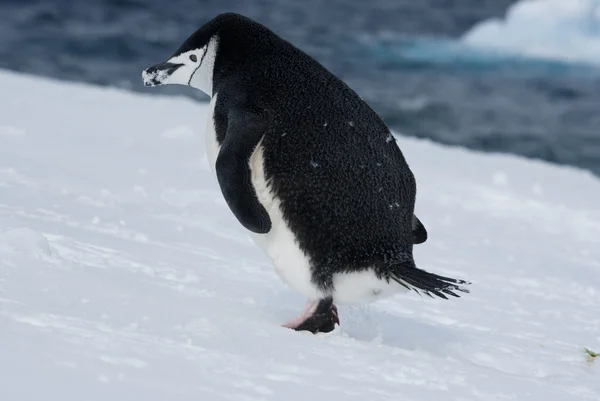 Ontsnappende pinguïn. — Stockfoto