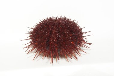 The sea urchin. clipart