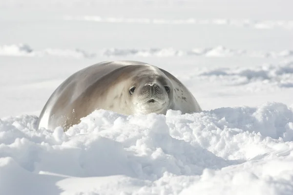 雪の中に寝そべっているアナゴアザラシ. — ストック写真