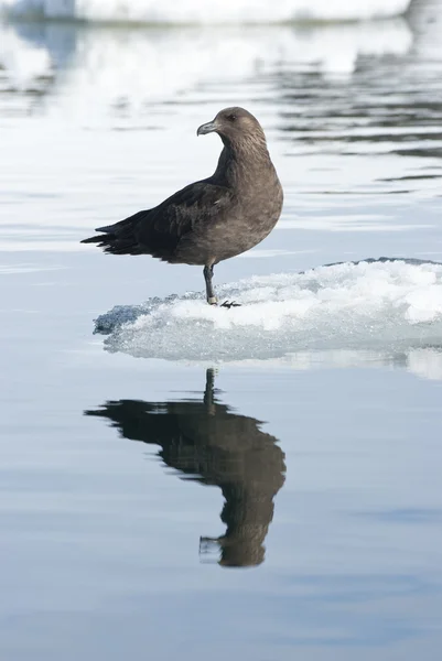 Skuas polares do Sul em uma plataforma de gelo . — Fotografia de Stock