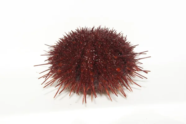 stock image The sea urchin.