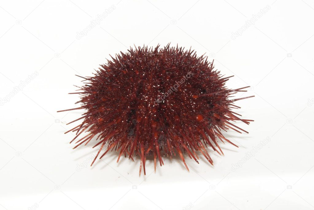 The sea urchin.