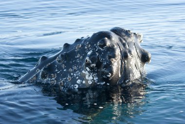 Humpback whale's head-2. clipart