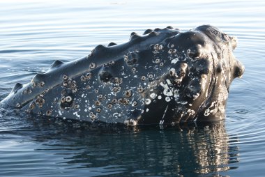 Humpback whale's head-4. clipart