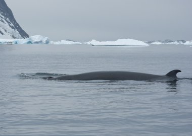 The minke whale in the Southern Ocean-4. clipart