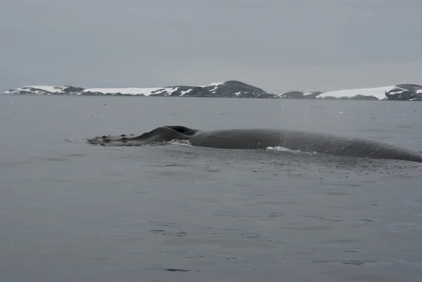 Горбатий кит в Південний океан-1. — стокове фото