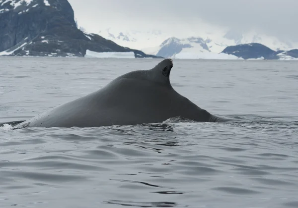 Uma baleia jubarte no Oceano Antártico-2 . — Fotografia de Stock