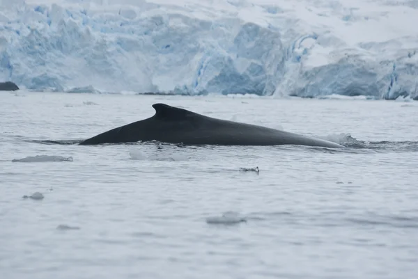 Uma baleia jubarte no Oceano Antártico-3 . — Fotografia de Stock