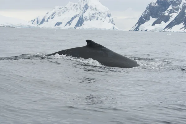 在南部的海洋-4 中的驼背鲸. — 图库照片