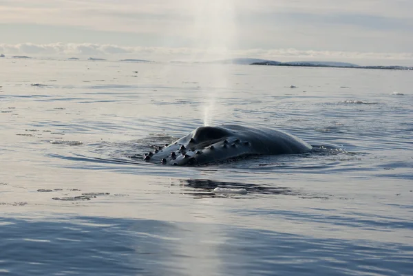 Güney Okyanusu 6 bir kambur balina. — Stok fotoğraf