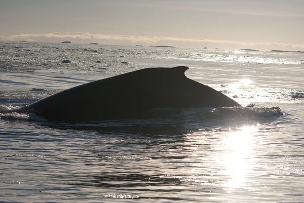 Una ballena jorobada en el Océano Austral-7 . —  Fotos de Stock