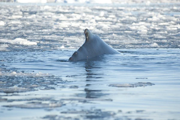 En knölval i Södra oceanen-8. — Stockfoto